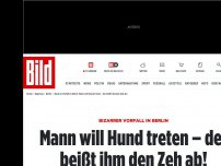 Bild zum Artikel: Vorfall in Berlin - Mann will Hund treten – der beißt ihm den Zeh ab!