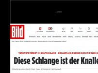 Bild zum Artikel: Böller-Verkaufsverbot - Schlangestehen am polnischen Feuerwerksladen