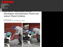 Bild zum Artikel: Ein alter Mann gab einem durstigen streunenden Hund aus seiner Hand trinken