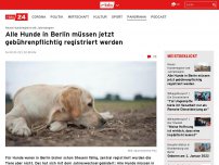Bild zum Artikel: Alle Hunde in Berlin müssen jetzt gebührenpflichtig registriert werden