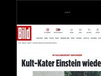 Bild zum Artikel: 10 km von zu Hause - Kult-Kater Einstein in Roßdorf gefunden