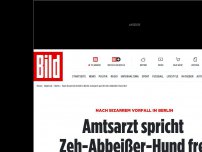 Bild zum Artikel: Vorfall in Berlin - Amtsarzt spricht Zeh-Abbeißer-Hund frei