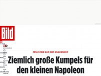 Bild zum Artikel: Mini-Stier auf Gnadenhof - Ziemlich große Kumpels für den kleinen Napoleon