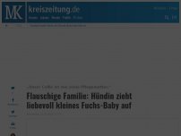 Bild zum Artikel: Flauschige Familie: Hündin zieht liebevoll kleines Fuchs-Baby auf