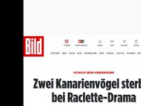 Bild zum Artikel: Schock beim Abendessen - Zwei Kanarienvögel sterben bei Raclette-Drama
