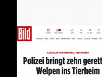 Bild zum Artikel: Hundehandel verhindert - Polizei bringt zehn gerettete Welpen ins Tierheim