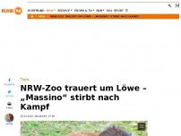 Bild zum Artikel: Todesdrama um Löwen in NRW-Zoo – „Massino“ stirbt nach Kampf