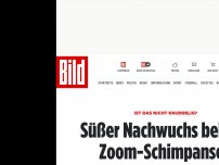 Bild zum Artikel: Ist das nicht knuddelig? - Süßer Nachwuchs bei den Zoom-Schimpansen