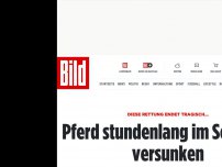 Bild zum Artikel: Tier-Einsatz der Feuerwehr - Pferd versinkt im Schlamm