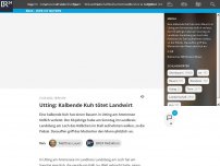 Bild zum Artikel: Utting: Kalbende Kuh tötet Landwirt