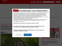 Bild zum Artikel: „Tödlichstes Tier der Welt“ - Asiatische Tigermücke breitet sich in Deutschland aus - so schützen Sie sich