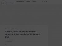 Bild zum Artikel: Rührend: Waldkauz-Mama adoptiert verwaiste Küken – und zieht sie liebevoll groß