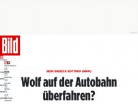 Bild zum Artikel: Beim Kreuz Bottrop (NRW) - Wolf auf Autobahn überfahren?