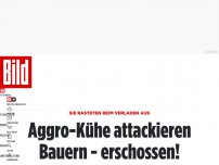 Bild zum Artikel: Attacke auf Menschen - Polizei erschießt Aggro-Kühe