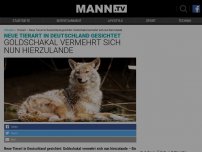 Bild zum Artikel: Neue Tierart in Deutschland gesichtet: Goldschakal vermehrt sich nun hierzulande