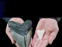 Bild zum Artikel: Mehrere Millionen Jahre alt: Sechsjähriger findet Zahn von Megalodon-Hai am Strand