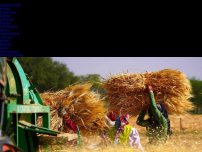 Bild zum Artikel: Preisanstieg und Hitzewelle: Indien stoppt Export von Weizen – mit sofortiger Wirkung