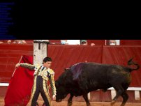 Bild zum Artikel: Mexiko: Erfolg für Tierschützer: Richter stoppt alle Stierkämpfe in der größten Arena der Welt