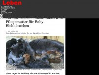 Bild zum Artikel: Verließ Tierchen nicht: Katze wird Pflegemutter für Baby-Eichhörnchen