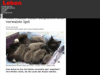 Bild zum Artikel: Gute Mama: Katze adoptierte acht verwaiste Igel