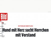 Bild zum Artikel: Rottweiler-Vermittlung - Hund mit Herz sucht Herrchen mit Verstand