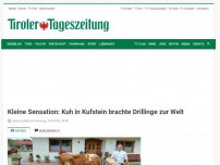 Bild zum Artikel: Kleine Sensation: Kuh in Kufstein brachte Drillinge zur Welt
