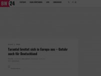 Bild zum Artikel: Tarantel breitet sich in Europa aus – Gefahr auch für Deutschland