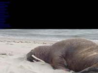 Bild zum Artikel: Gast aus der Arktis?: Historischer Besucher: Walross liegt entspannt am Strand auf Rügen
