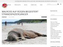 Bild zum Artikel: Walross auf Rügen begeistert Strandspaziergänger