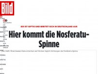 Bild zum Artikel: Täglich Sichtungen in Rheinhessen - Giftige Nosferatu-Spinne breitet sich aus