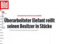 Bild zum Artikel: Er musste bei Hitze Holz schleppen - Überarbeiteter Elefant reißt seinen Besitzer in Stücke