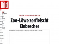 Bild zum Artikel: Weil er Junges klauen wollte - Zoo-Löwe zerfleischt Einbrecher