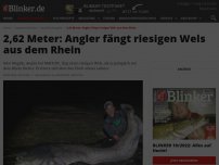 Bild zum Artikel: 2,62 Meter: Angler fängt riesigen Wels aus dem Rhein