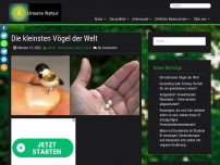 Bild zum Artikel: Die kleinsten Vögel der Welt