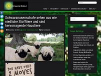 Bild zum Artikel: Schwarznasenschafe sehen aus wie niedliche Stofftiere und sind hervorragende Haustiere