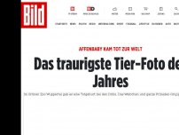 Bild zum Artikel: Affenbaby kam tot zur Welt - Das traurigste Tier-Foto des Jahres