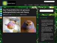 Bild zum Artikel: Das Purpurhähnchen ist genauso außergewöhnlich wie sein Name