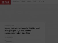 Bild zum Artikel: Mann rettet sterbende Wölfin und ihre Jungen – Jahre später revanchiert sich das Tier