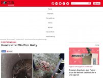 Bild zum Artikel: In die Falle getappt - Hund rettet Wolf im Gully