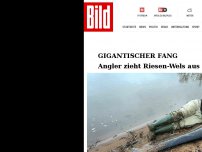 Bild zum Artikel: Gigantischer Fang - Angler zieht Riesen-Wels aus der Elbe