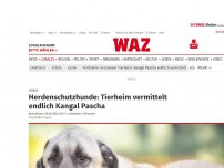 Bild zum Artikel: Hunde: Fünf Jahre im Tierheim Essen: Ein Zuhause für Kangal Pascha