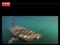 Bild zum Artikel: Riesenhai vor Küste von Pula in Kroatien gefilmt