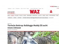 Bild zum Artikel: Tier in Not: Bottroper Tierheim sucht Zuhause für streichelsüchtige Maddy