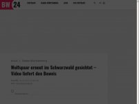 Bild zum Artikel: Wolfspaar erneut im Schwarzwald gesichtet – Video liefert den Beweis