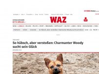 Bild zum Artikel: Tier in Not: So hübsch, aber verstoßen: Charmanter Woody sucht sein Glück