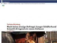 Bild zum Artikel: Noch keine einzige Anfrage: Junger Schäferhund braucht dringend ein neues Zuhause