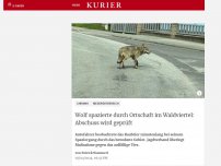 Bild zum Artikel: Wolf spazierte seelenruhig durch Ortschaft im Waldviertel