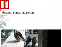 Bild zum Artikel: Natur pur in Fellbach - Jung-Falken zerfleddern Tauben auf Pleite-Turm