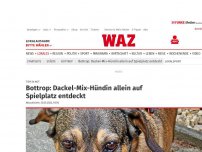 Bild zum Artikel: Tier in Not: Tierheim in Bottrop: Diese süße Hündin sucht ihre Besitzer