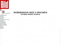 Bild zum Artikel: Dobermann seit 4 Wochen verschwunden - Filou, wo bist du?